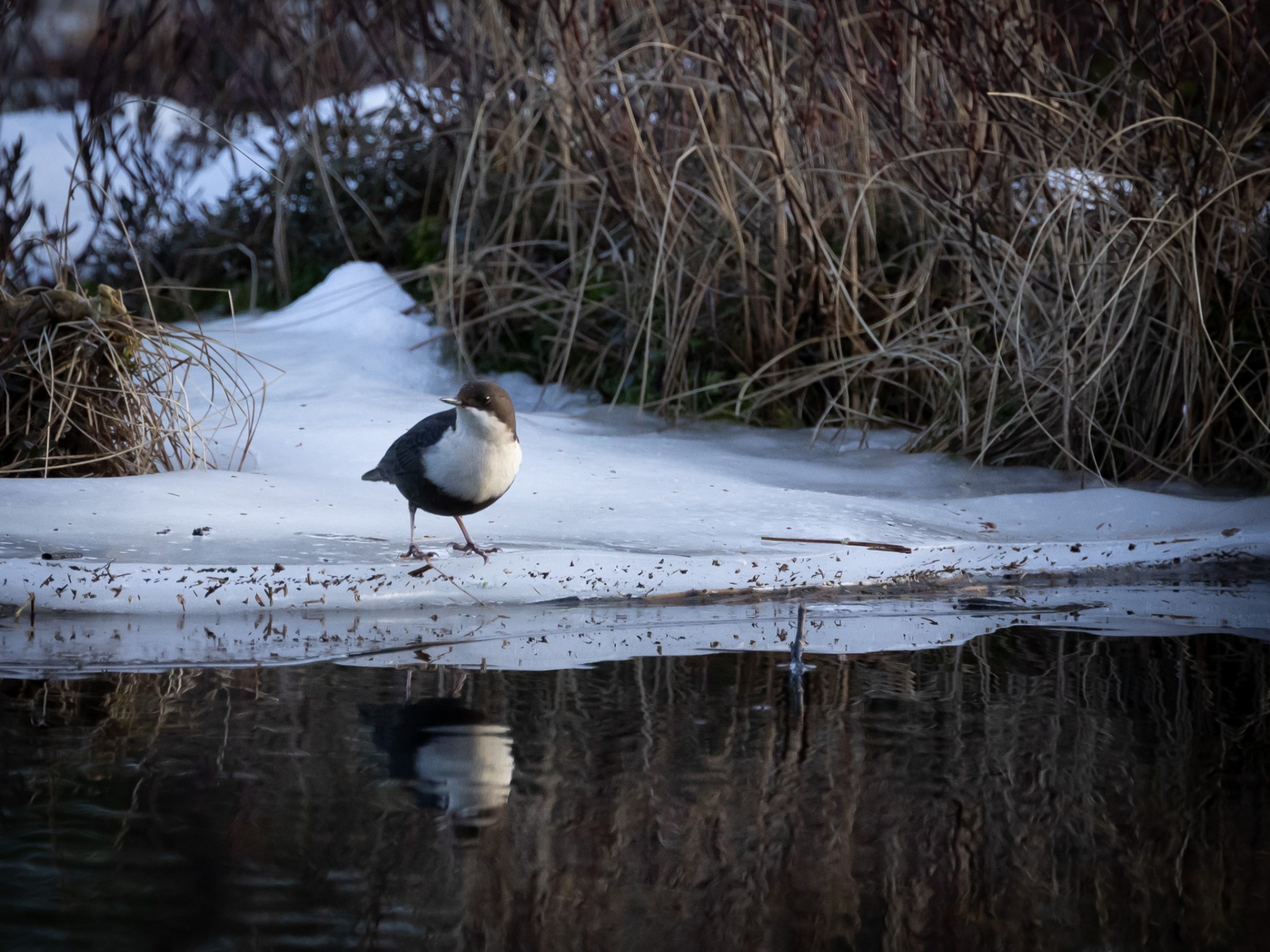 En Strömstare i december 2025