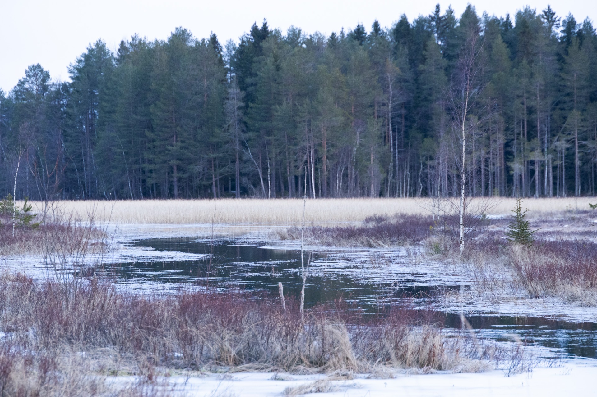 Nydalasjöns utlopp (dec 2025)