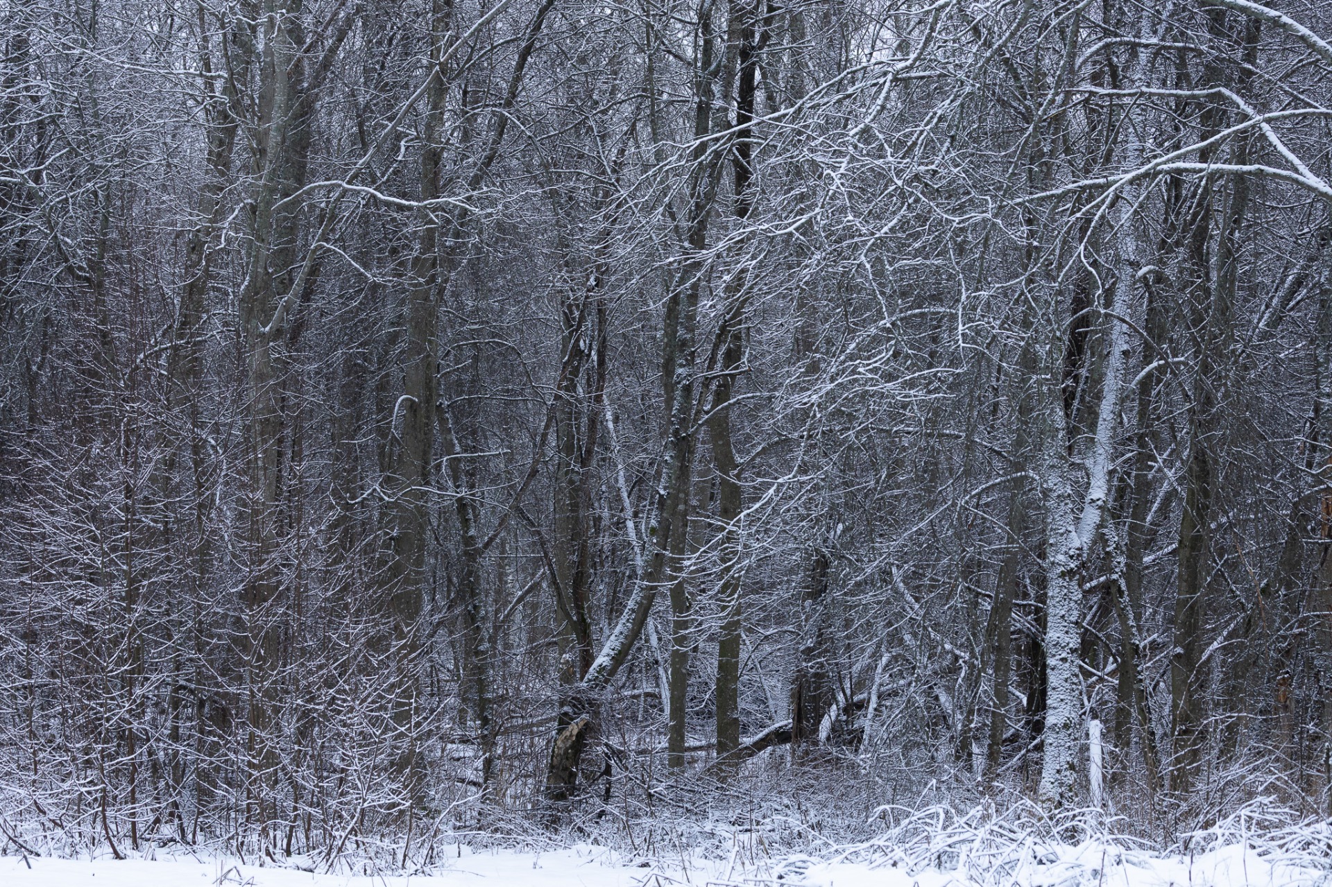 Strandkanten intill Tvärån Umeå