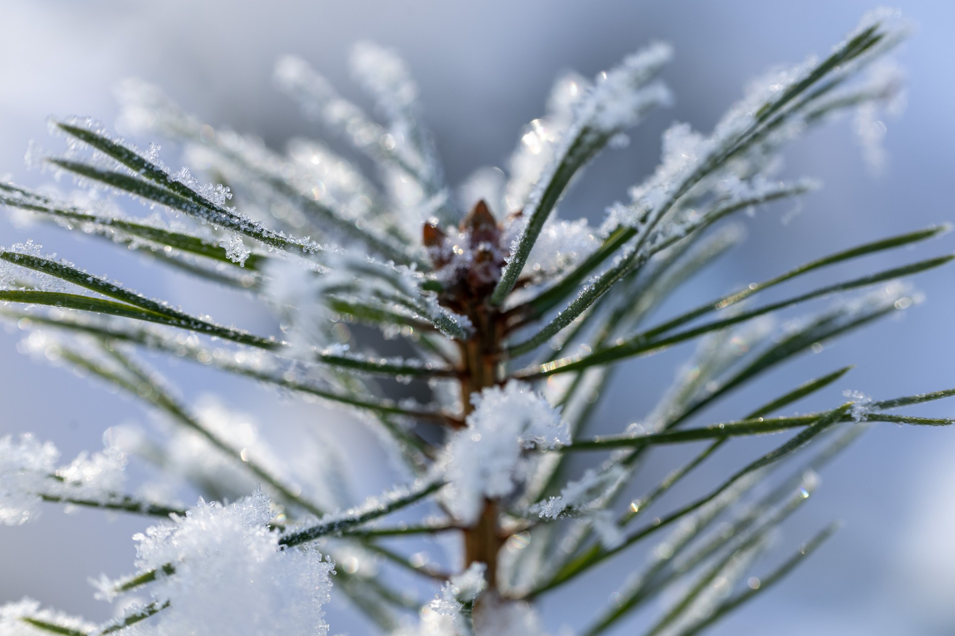 Tallbarren fryser nog..