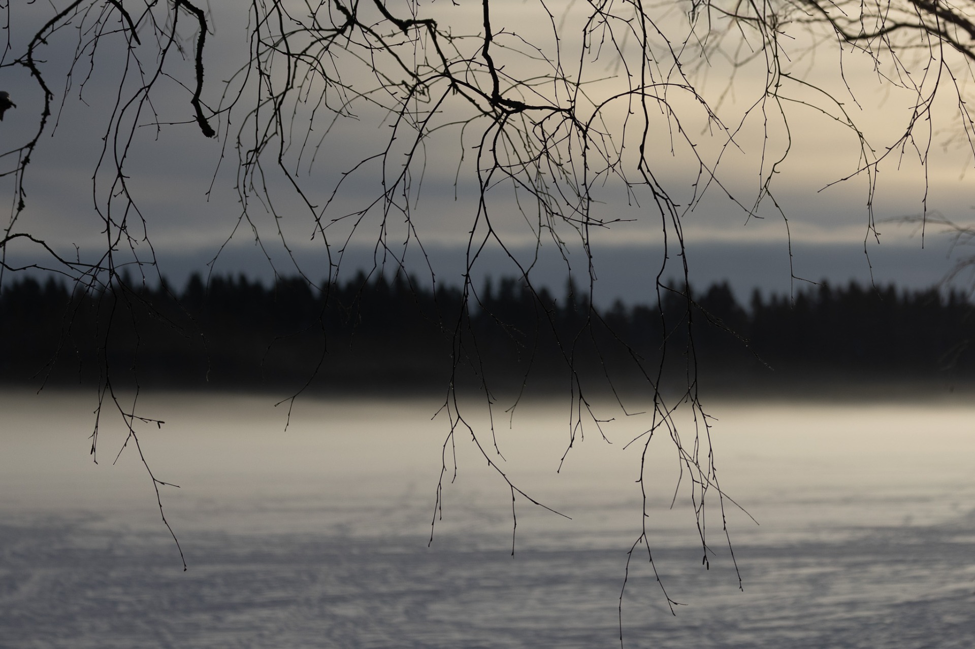 Lite dimma i morse på Nydalasjön