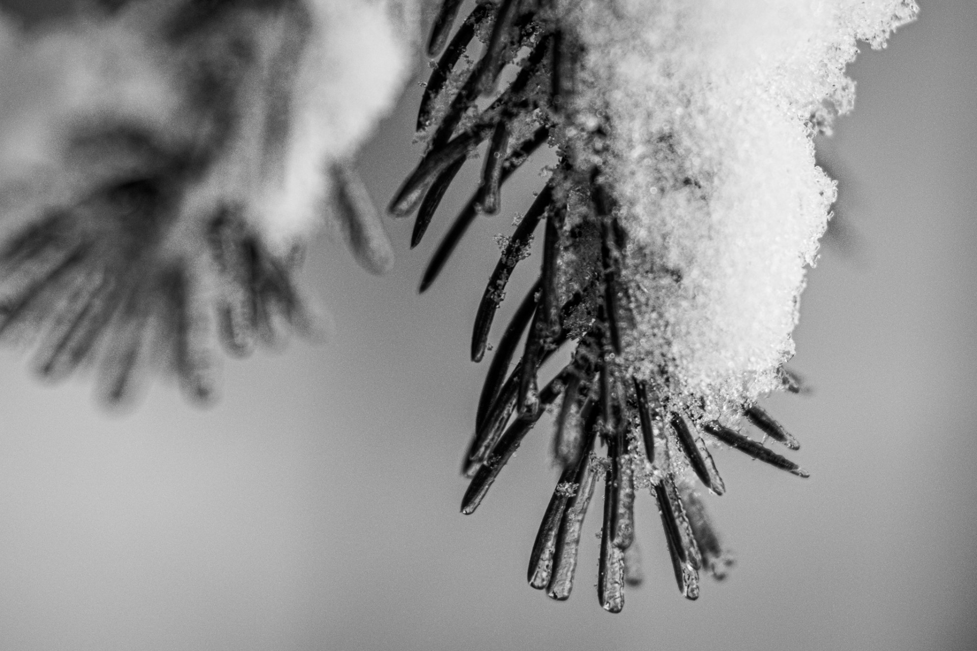 En ganska snöig macrobild från skogen