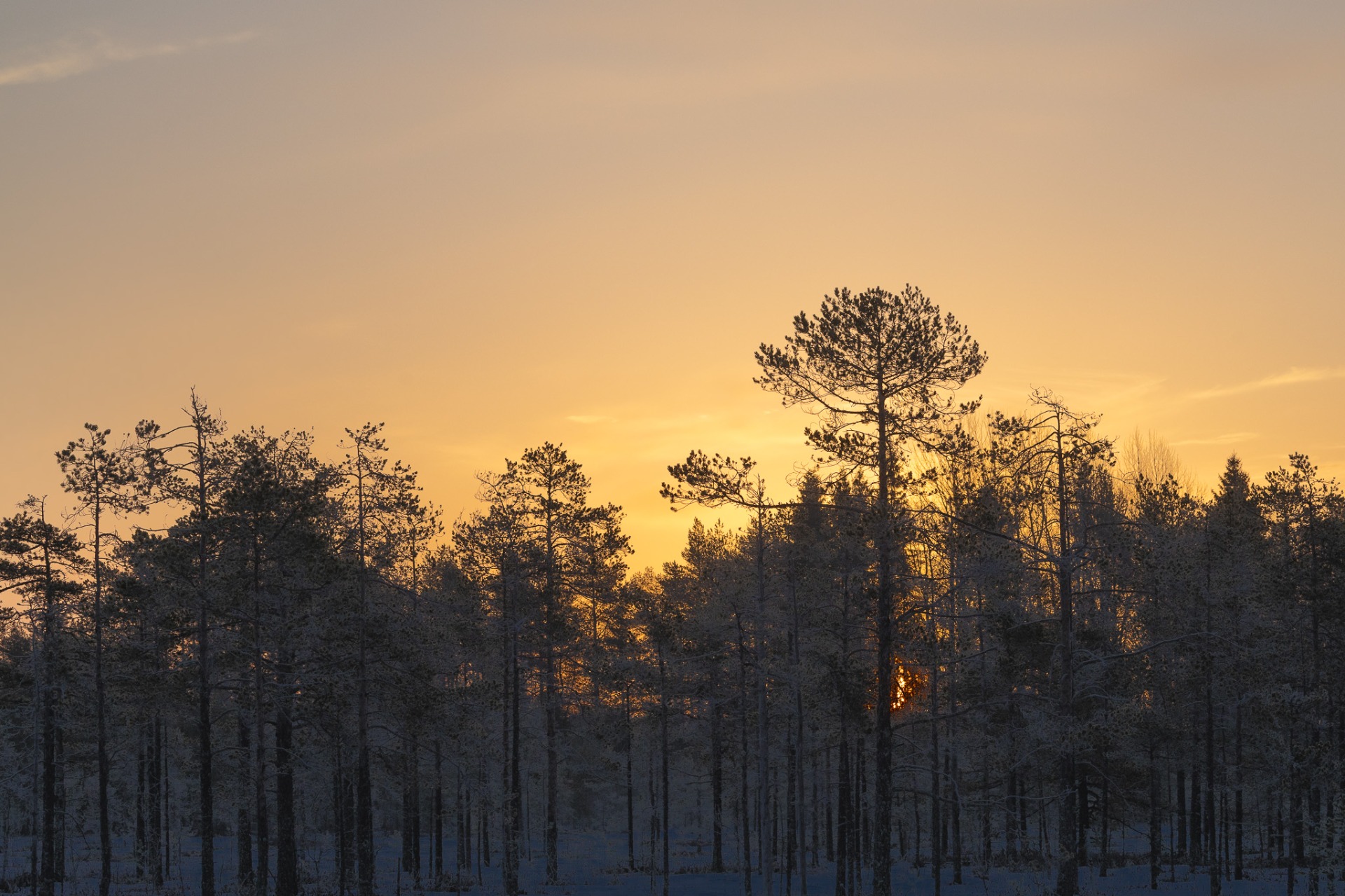 Våtmarksområde i morgonsol