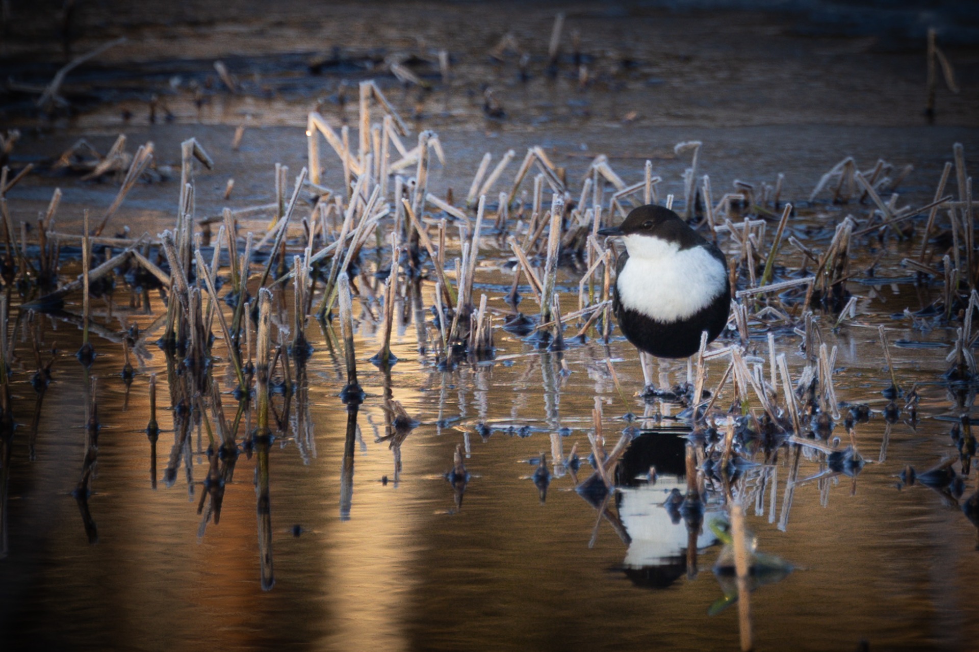 En strömstare funderar