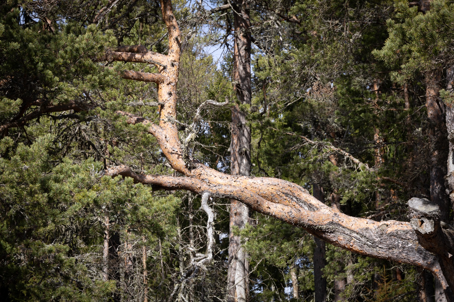 Mera knotigt från Bjuröklubb