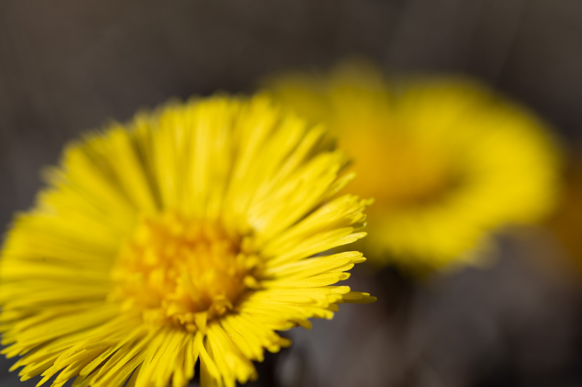 Tussilago 2026