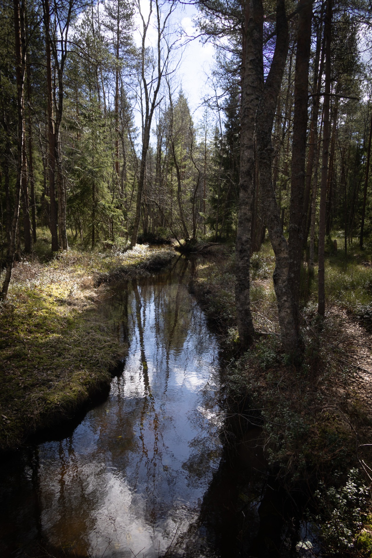 Det våras i Kolbäcken