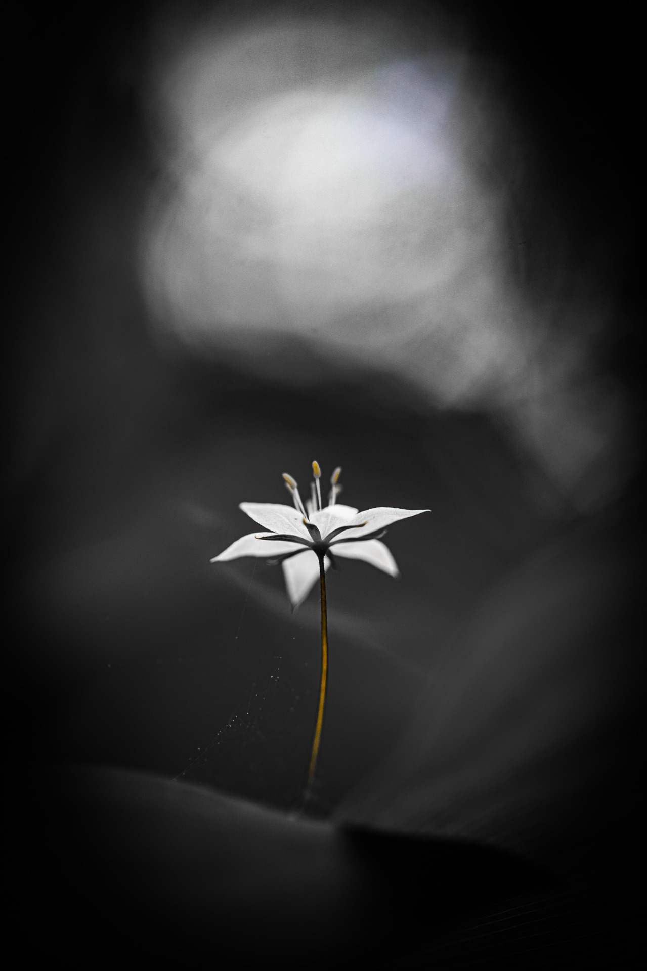 Svårt att undvika blommor denna tid