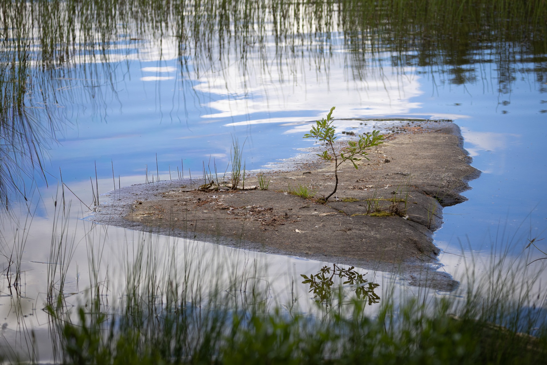 Troligtvis inlandsisen som slipat denna häll