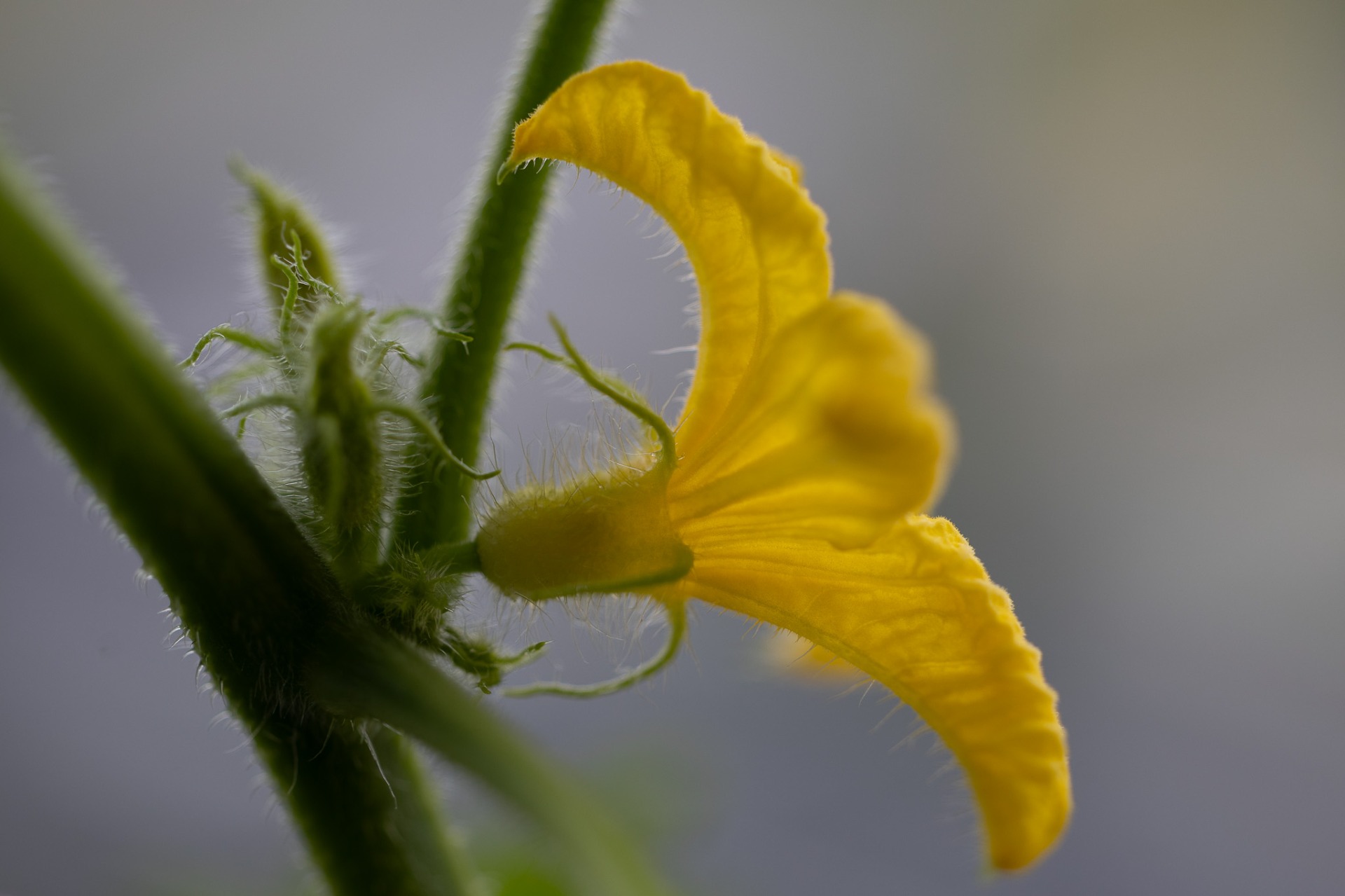 Blomma i en gurkplanta
