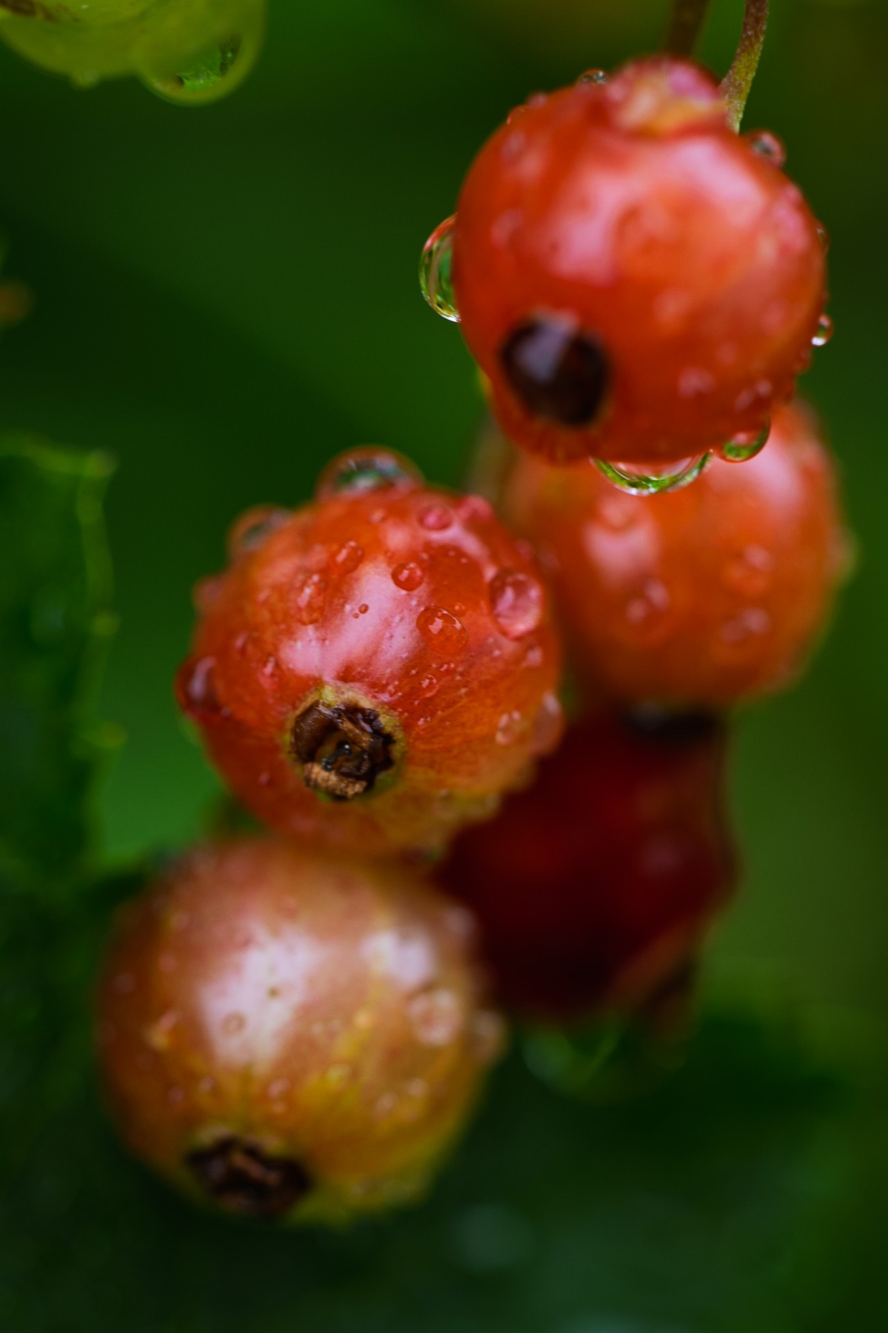 Regnigt