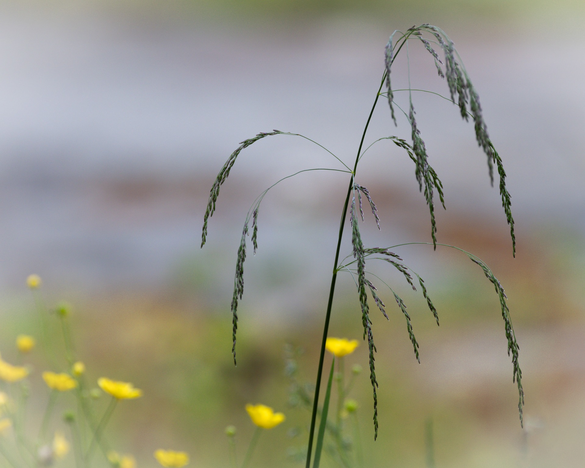Sommaräng