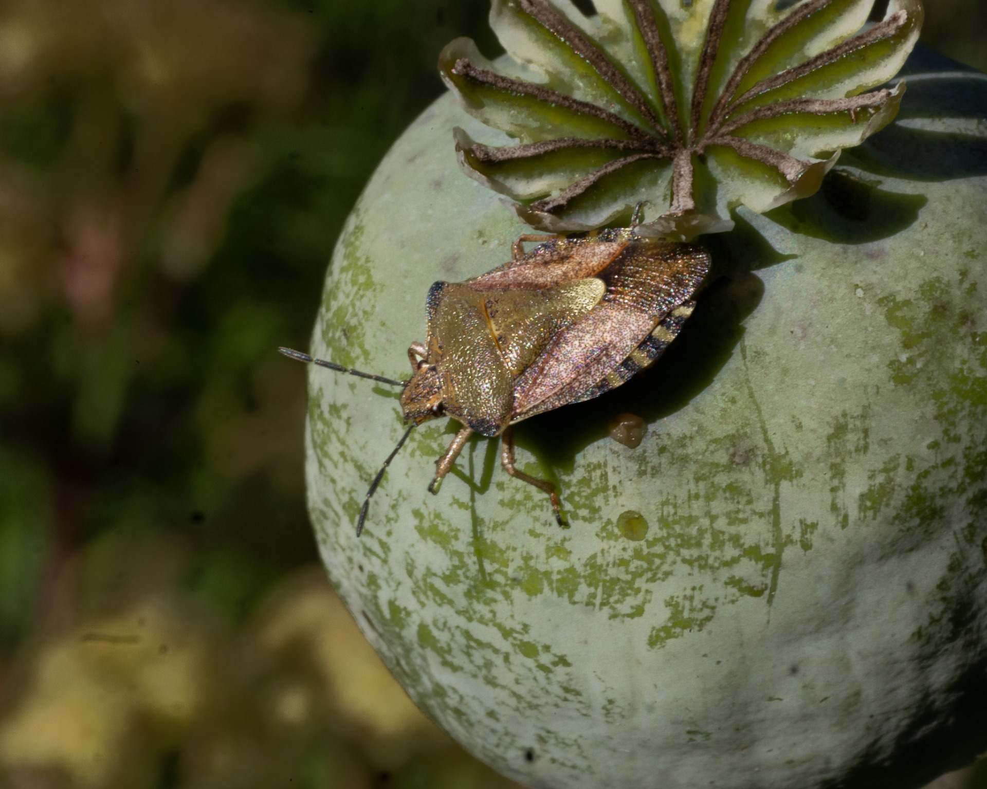 Insekten Bärfis tror jag