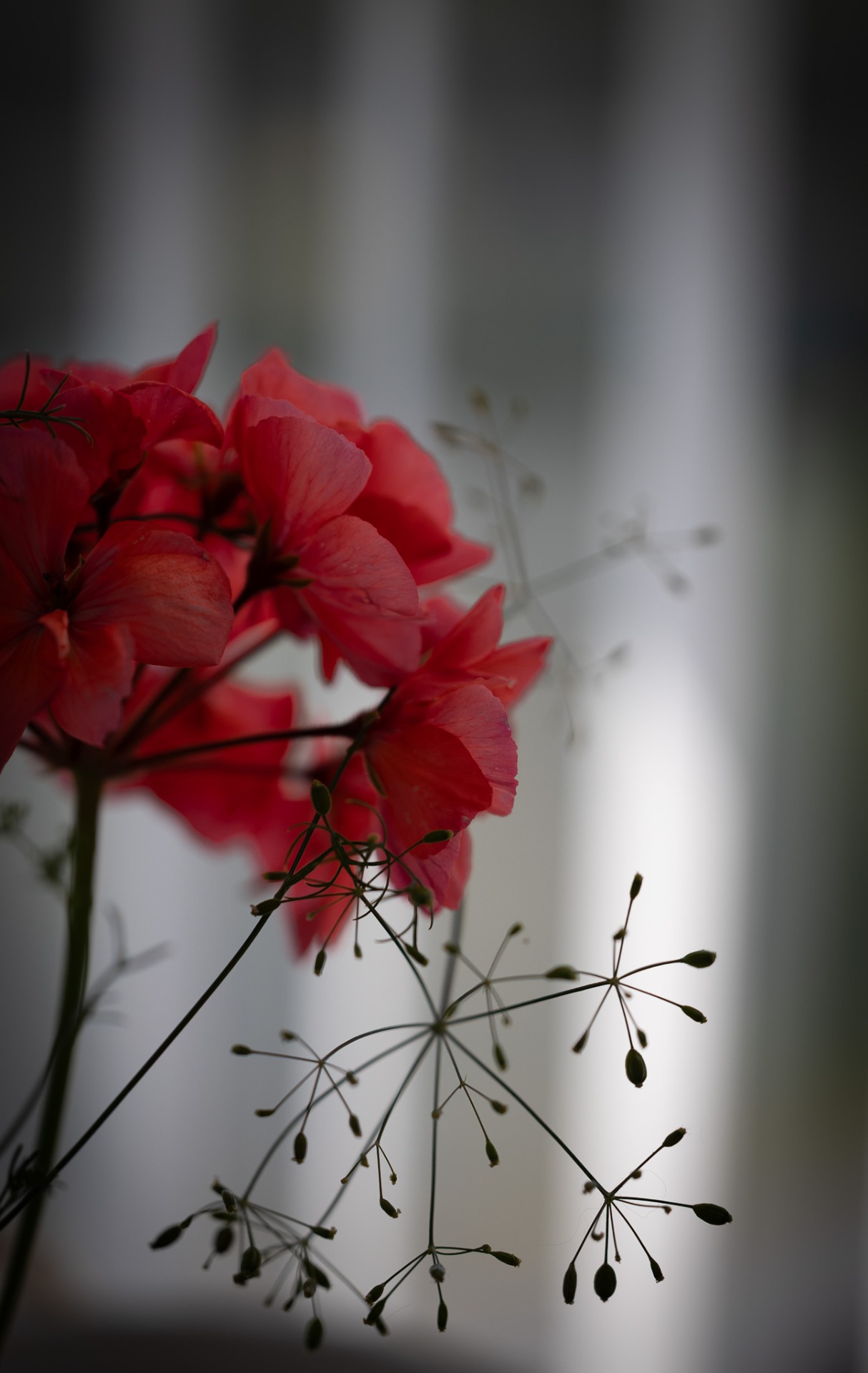 En pelargonia o lite annat