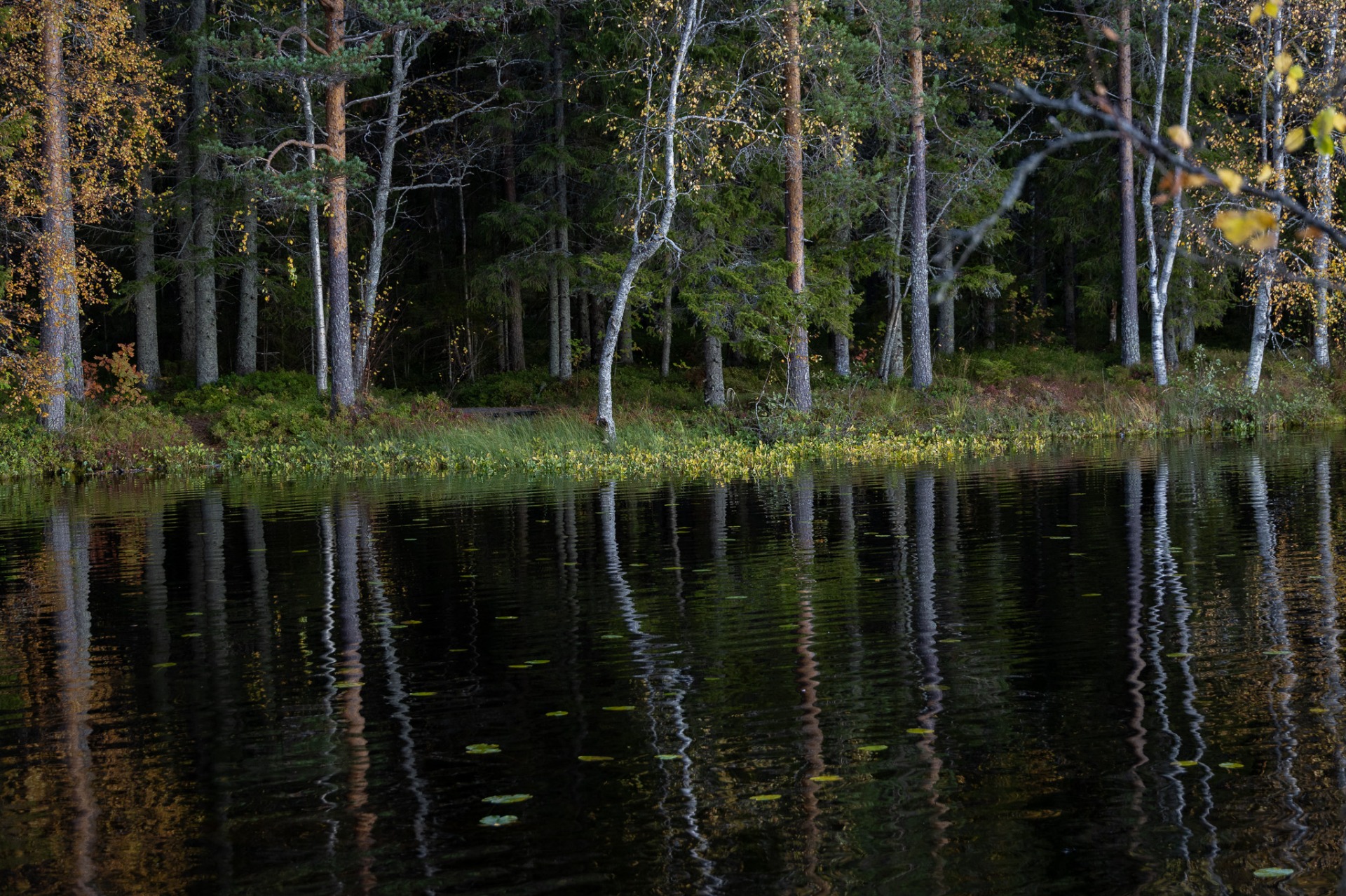 Bäckejöns mörka vatten