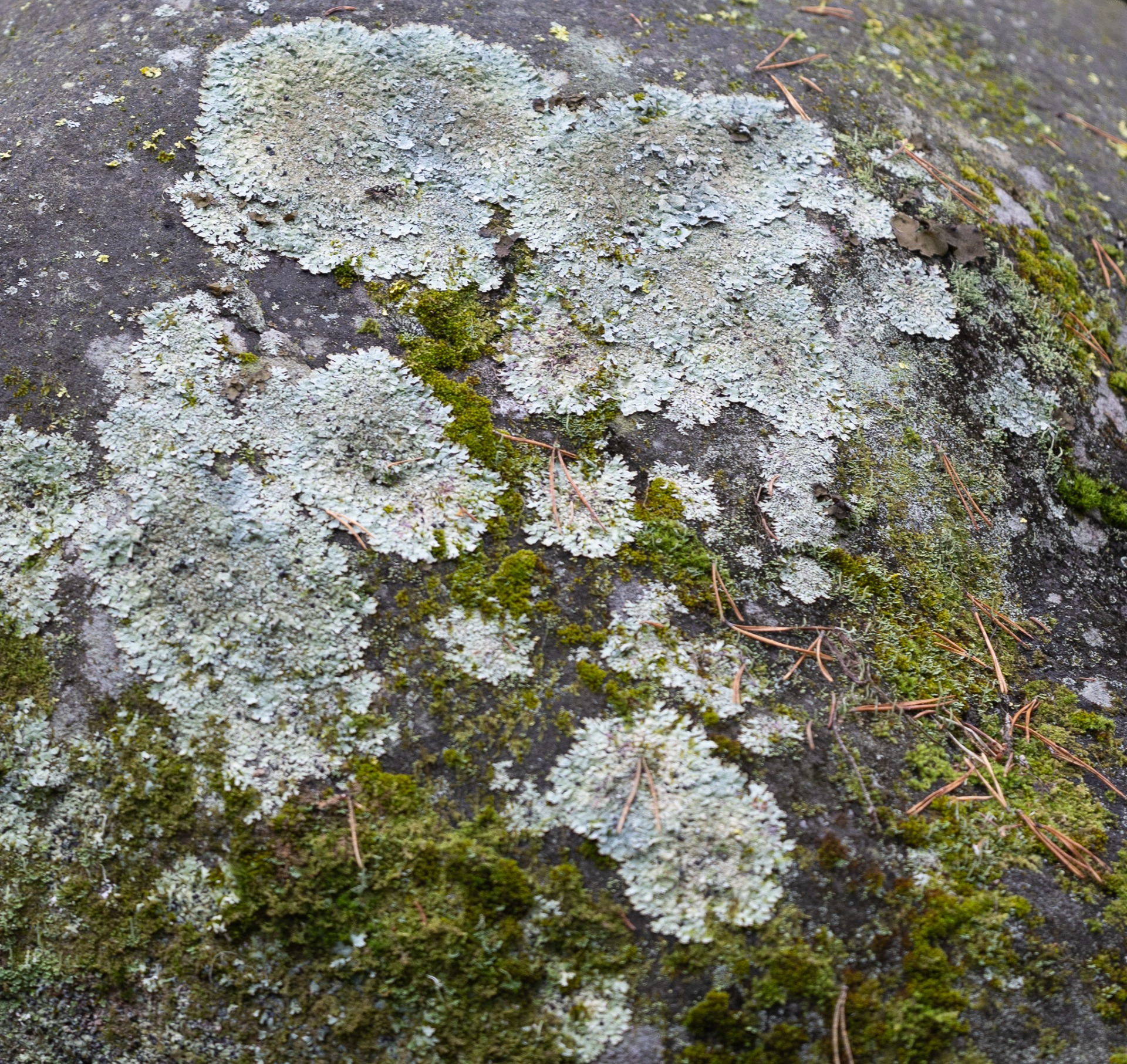 Efter ett strövtåg i skogen