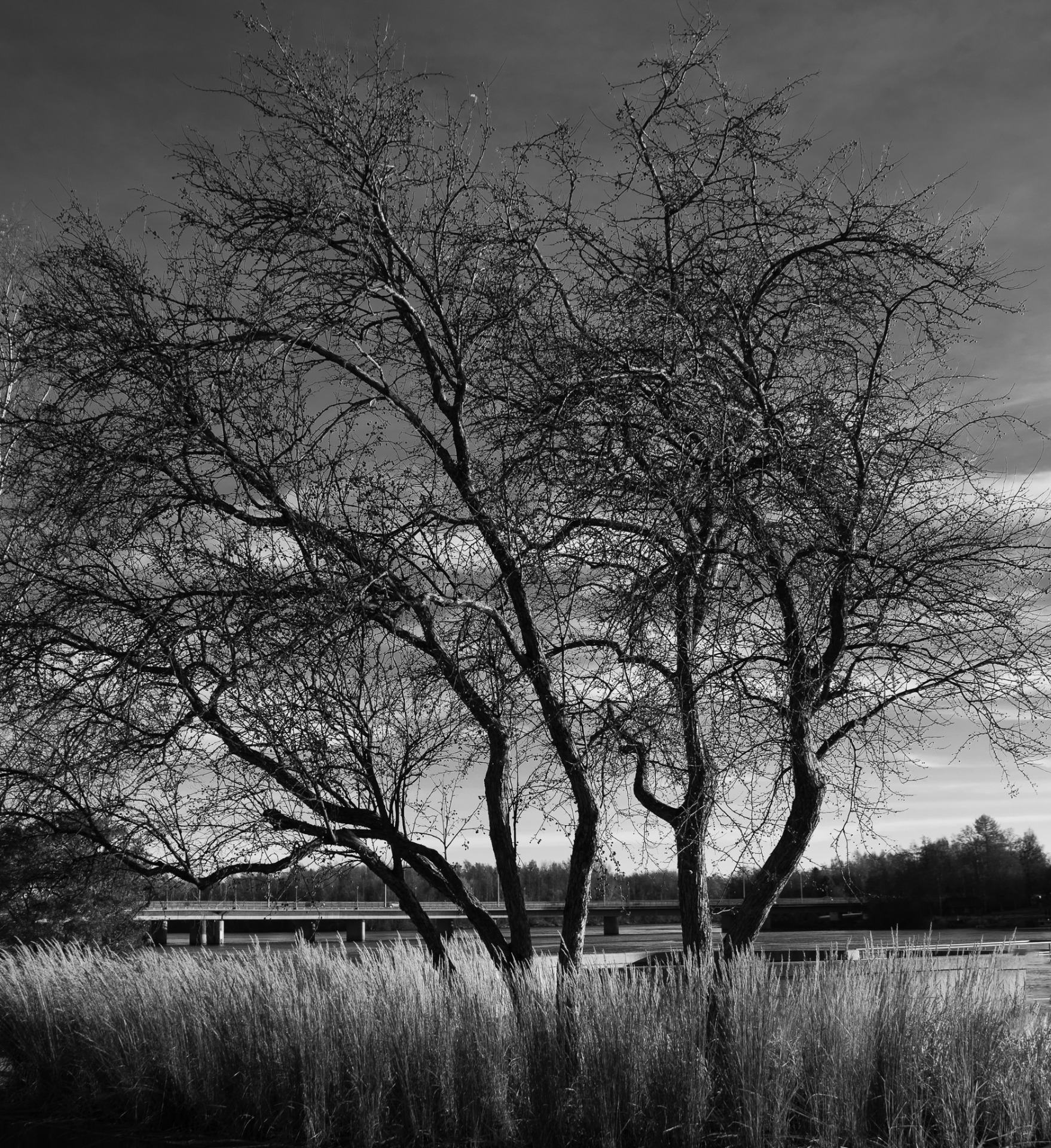 Från Rådhusparken